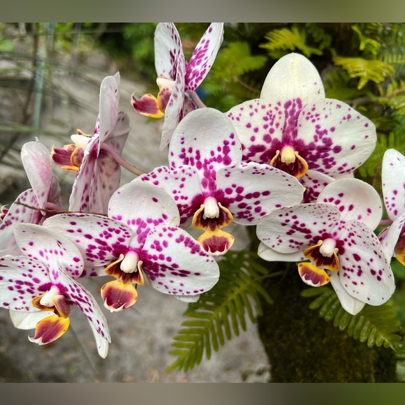 Meet your Posher, Robin - Picture 3 of 4